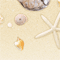 浜辺の貝殻：詳細ページ